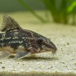 Huanta Cory, photo 7