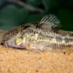 Corydoras gladysae, photo 2