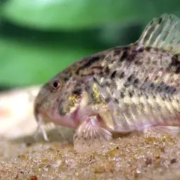 Corydoras gladysae, photo 3