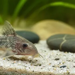 Corydoras gladysae