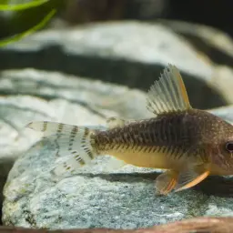 Palespotted Corydoras, photo 1