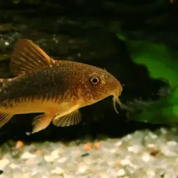 Palespotted Corydoras, photo 2