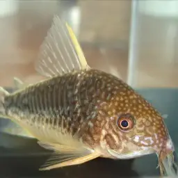Palespotted Corydoras, photo 3