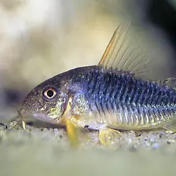 Palespotted Corydoras, photo 4