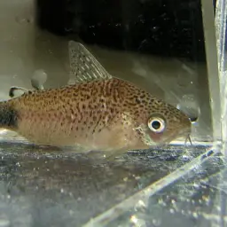 Guapore Corydoras, photo 1