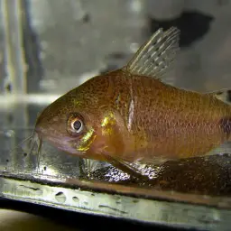 Guapore Corydoras, photo 2
