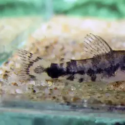 Guapore Corydoras, photo 3