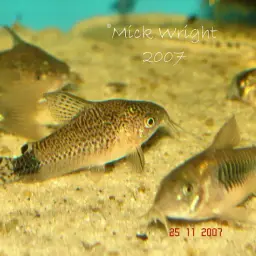 Guapore Corydoras, photo 4
