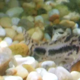 Salt and Pepper Cory, photo 1