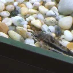 Salt and Pepper Cory, photo 2