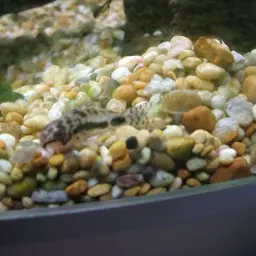Salt and Pepper Cory, photo 3