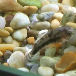 Salt and Pepper Cory, photo 4