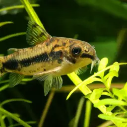 Salt and Pepper Cory, photo 5