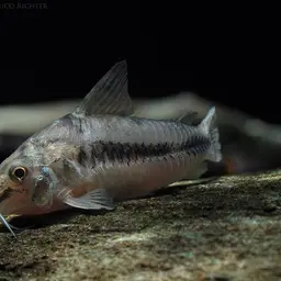 Salt and Pepper Cory, photo 6