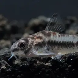Salt and Pepper Cory, photo 7