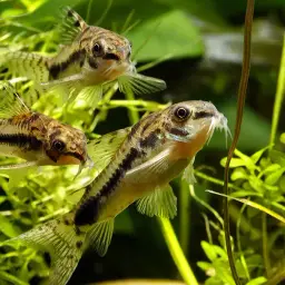 Salt and Pepper Cory, photo 8