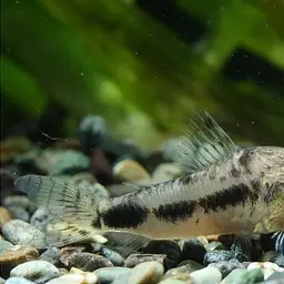 Salt and Pepper Cory, photo 9