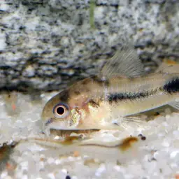 Salt and Pepper Cory, photo 10