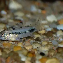Salt and Pepper Cory, photo 11