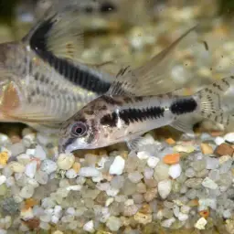 Salt and Pepper Cory, photo 12
