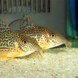 Mosaic Corydoras, photo 1