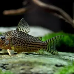 Mosaic Corydoras, photo 2