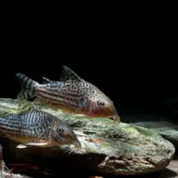 Mosaic Corydoras, photo 3