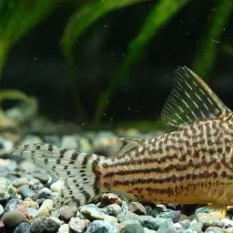 Mosaic Corydoras, photo 4