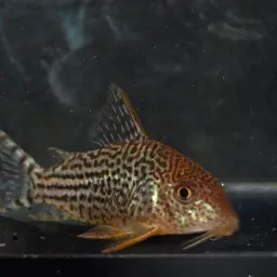 Mosaic Corydoras, photo 5