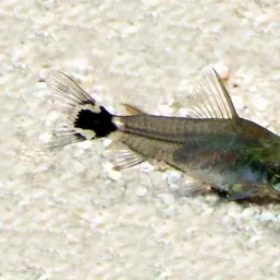 Micro Cory, photo 1