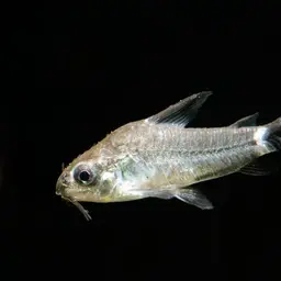 Micro Cory, photo 2