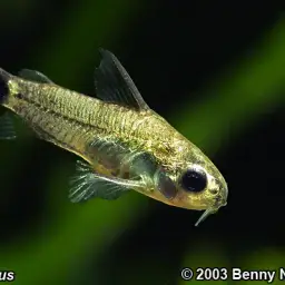Micro Cory, photo 3