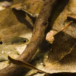 Micro Cory, photo 4