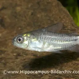 Micro Cory, photo 5