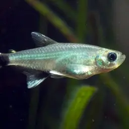 Micro Cory, photo 7