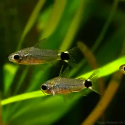 Micro Cory, photo 8