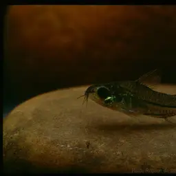 Micro Cory, photo 9