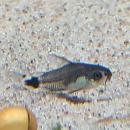 Micro Cory, photo 10