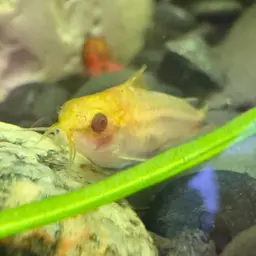 Micro Cory, photo 11