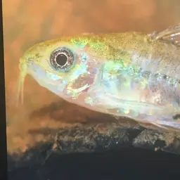 Micro Cory, photo 12