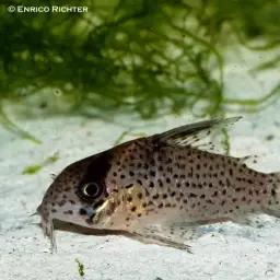 Kane's cory, photo 1