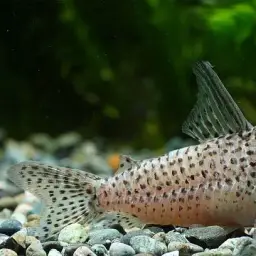 Kane's cory, photo 2