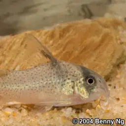 Kane's cory, photo 3