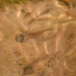 Kane's cory, photo 4