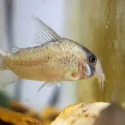 Kane's cory, photo 5