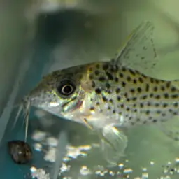 Kane's cory, photo 6