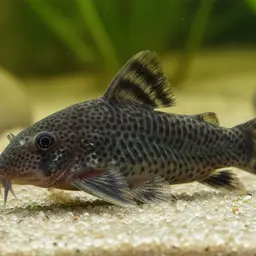 Kane's cory, photo 7