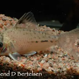 Lambert's cory, photo 2