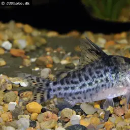 Lambert's cory, photo 3