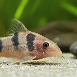 Lambert's cory, photo 1